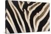 Plains Zebra (Equua Quagga Burchelli) Stripe Pattern Detail Showing Shadow Stripe-Ann and Steve Toon-Stretched Canvas