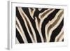 Plains Zebra (Equua Quagga Burchelli) Stripe Pattern Detail Showing Shadow Stripe-Ann and Steve Toon-Framed Photographic Print