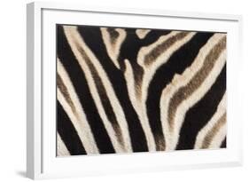 Plains Zebra (Equua Quagga Burchelli) Stripe Pattern Detail Showing Shadow Stripe-Ann and Steve Toon-Framed Photographic Print