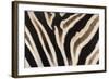 Plains Zebra (Equua Quagga Burchelli) Stripe Pattern Detail Showing Shadow Stripe-Ann and Steve Toon-Framed Photographic Print