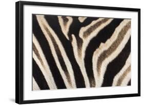 Plains Zebra (Equua Quagga Burchelli) Stripe Pattern Detail Showing Shadow Stripe-Ann and Steve Toon-Framed Photographic Print