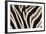 Plains Zebra (Equua Quagga Burchelli) Stripe Pattern Detail Showing Shadow Stripe-Ann and Steve Toon-Framed Photographic Print