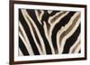 Plains Zebra (Equua Quagga Burchelli) Stripe Pattern Detail Showing Shadow Stripe-Ann and Steve Toon-Framed Photographic Print