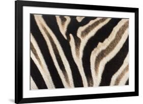 Plains Zebra (Equua Quagga Burchelli) Stripe Pattern Detail Showing Shadow Stripe-Ann and Steve Toon-Framed Photographic Print