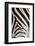 Plains Zebra (Equua Quagga Burchelli) Stripe Pattern Detail Showing Shadow Stripe-Ann and Steve Toon-Framed Photographic Print