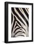 Plains Zebra (Equua Quagga Burchelli) Stripe Pattern Detail Showing Shadow Stripe-Ann and Steve Toon-Framed Photographic Print