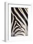 Plains Zebra (Equua Quagga Burchelli) Stripe Pattern Detail Showing Shadow Stripe-Ann and Steve Toon-Framed Photographic Print