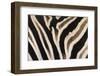 Plains Zebra (Equua Quagga Burchelli) Stripe Pattern Detail Showing Shadow Stripe-Ann and Steve Toon-Framed Photographic Print