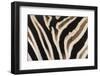 Plains Zebra (Equua Quagga Burchelli) Stripe Pattern Detail Showing Shadow Stripe-Ann and Steve Toon-Framed Photographic Print