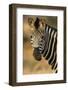 Plains Zebra (Equus Burchelli) Close-Up-Nosnibor137-Framed Photographic Print