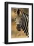 Plains Zebra (Equus Burchelli) Close-Up-Nosnibor137-Framed Photographic Print