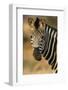 Plains Zebra (Equus Burchelli) Close-Up-Nosnibor137-Framed Photographic Print