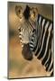 Plains Zebra (Equus Burchelli) Close-Up-Nosnibor137-Mounted Photographic Print