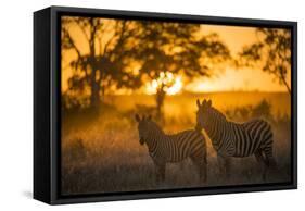 Plains Zebra (Equus Quagga) at Sunset, Savuti Marsh, Botswana-Wim van den Heever-Framed Stretched Canvas