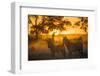 Plains Zebra (Equus Quagga) at Sunset, Savuti Marsh, Botswana-Wim van den Heever-Framed Photographic Print