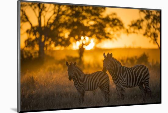Plains Zebra (Equus Quagga) at Sunset, Savuti Marsh, Botswana-Wim van den Heever-Mounted Photographic Print