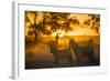 Plains Zebra (Equus Quagga) at Sunset, Savuti Marsh, Botswana-Wim van den Heever-Framed Photographic Print