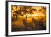 Plains Zebra (Equus Quagga) at Sunset, Savuti Marsh, Botswana-Wim van den Heever-Framed Photographic Print