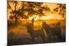 Plains Zebra (Equus Quagga) at Sunset, Savuti Marsh, Botswana-Wim van den Heever-Mounted Photographic Print