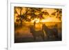 Plains Zebra (Equus Quagga) at Sunset, Savuti Marsh, Botswana-Wim van den Heever-Framed Photographic Print