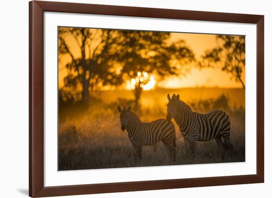 Plains Zebra (Equus Quagga) at Sunset, Savuti Marsh, Botswana-Wim van den Heever-Framed Photographic Print