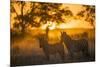 Plains Zebra (Equus Quagga) at Sunset, Savuti Marsh, Botswana-Wim van den Heever-Mounted Photographic Print