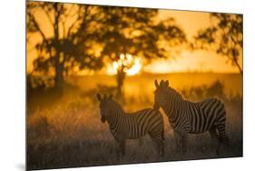 Plains Zebra (Equus Quagga) at Sunset, Savuti Marsh, Botswana-Wim van den Heever-Mounted Photographic Print