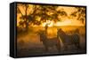 Plains Zebra (Equus Quagga) at Sunset, Savuti Marsh, Botswana-Wim van den Heever-Framed Stretched Canvas