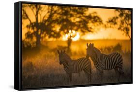 Plains Zebra (Equus Quagga) at Sunset, Savuti Marsh, Botswana-Wim van den Heever-Framed Stretched Canvas