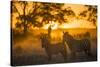 Plains Zebra (Equus Quagga) at Sunset, Savuti Marsh, Botswana-Wim van den Heever-Stretched Canvas