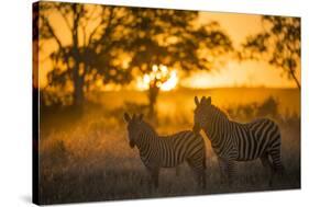 Plains Zebra (Equus Quagga) at Sunset, Savuti Marsh, Botswana-Wim van den Heever-Stretched Canvas