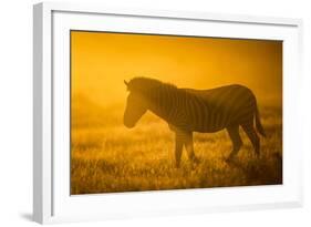 Plains Zebra (Equus Quagga) at Sunset, Savuti Marsh, Botswana-Wim van den Heever-Framed Photographic Print