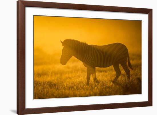 Plains Zebra (Equus Quagga) at Sunset, Savuti Marsh, Botswana-Wim van den Heever-Framed Photographic Print