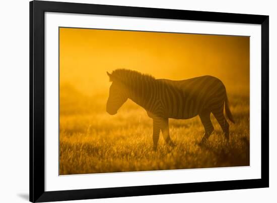 Plains Zebra (Equus Quagga) at Sunset, Savuti Marsh, Botswana-Wim van den Heever-Framed Photographic Print