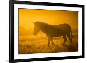 Plains Zebra (Equus Quagga) at Sunset, Savuti Marsh, Botswana-Wim van den Heever-Framed Photographic Print