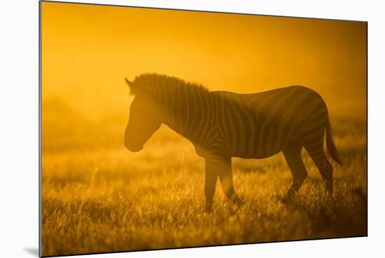 Plains Zebra (Equus Quagga) at Sunset, Savuti Marsh, Botswana-Wim van den Heever-Mounted Photographic Print