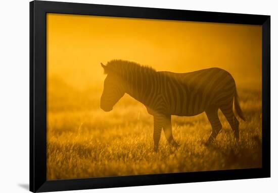 Plains Zebra (Equus Quagga) at Sunset, Savuti Marsh, Botswana-Wim van den Heever-Framed Photographic Print