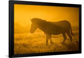 Plains Zebra (Equus Quagga) at Sunset, Savuti Marsh, Botswana-Wim van den Heever-Framed Photographic Print