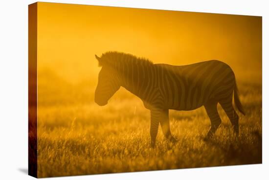 Plains Zebra (Equus Quagga) at Sunset, Savuti Marsh, Botswana-Wim van den Heever-Stretched Canvas