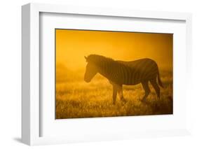 Plains Zebra (Equus Quagga) at Sunset, Savuti Marsh, Botswana-Wim van den Heever-Framed Photographic Print