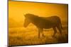 Plains Zebra (Equus Quagga) at Sunset, Savuti Marsh, Botswana-Wim van den Heever-Mounted Photographic Print