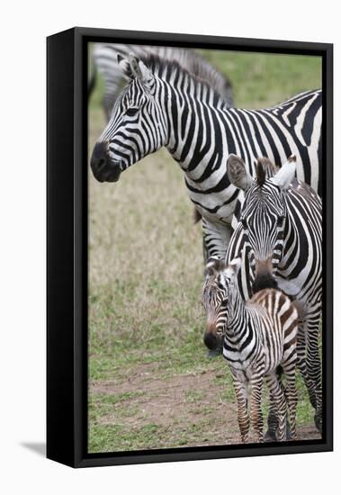 Plains Zebra (Equus Quagga), Masai Mara, Kenya, East Africa, Africa-Sergio Pitamitz-Framed Stretched Canvas