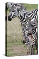 Plains Zebra (Equus Quagga), Masai Mara, Kenya, East Africa, Africa-Sergio Pitamitz-Stretched Canvas