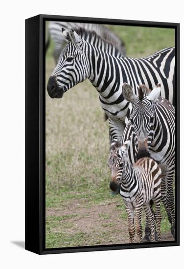 Plains Zebra (Equus Quagga), Masai Mara, Kenya, East Africa, Africa-Sergio Pitamitz-Framed Stretched Canvas