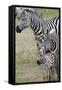 Plains Zebra (Equus Quagga), Masai Mara, Kenya, East Africa, Africa-Sergio Pitamitz-Framed Stretched Canvas