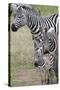 Plains Zebra (Equus Quagga), Masai Mara, Kenya, East Africa, Africa-Sergio Pitamitz-Stretched Canvas