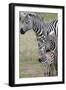 Plains Zebra (Equus Quagga), Masai Mara, Kenya, East Africa, Africa-Sergio Pitamitz-Framed Photographic Print