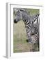 Plains Zebra (Equus Quagga), Masai Mara, Kenya, East Africa, Africa-Sergio Pitamitz-Framed Photographic Print