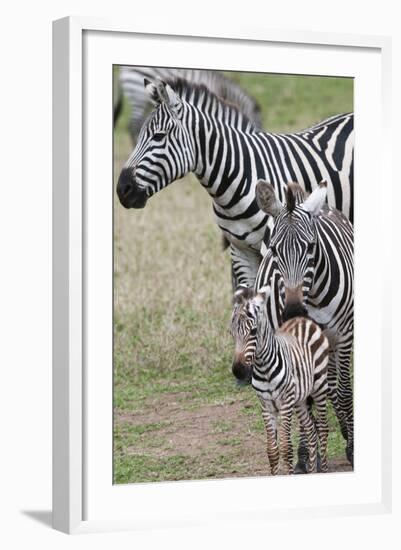 Plains Zebra (Equus Quagga), Masai Mara, Kenya, East Africa, Africa-Sergio Pitamitz-Framed Photographic Print