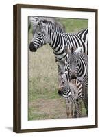 Plains Zebra (Equus Quagga), Masai Mara, Kenya, East Africa, Africa-Sergio Pitamitz-Framed Photographic Print